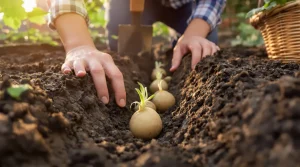Comment choisir et planter les pommes de terre pour une récolte plus régulière, voici pourquoi